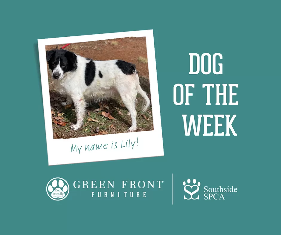 green front dog of the week graphic